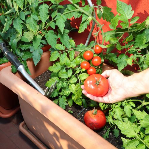 tomatoes-article-3